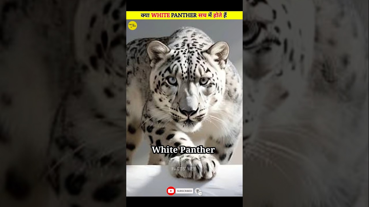 Are White Panthers REAL? The Truth About This Elusive Big Cat!