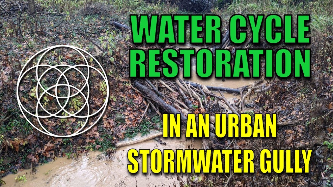 Building Beaver Dam Analogs in an Urban Stormwater Gully | Water Cycle Restoration in Lexington, KY