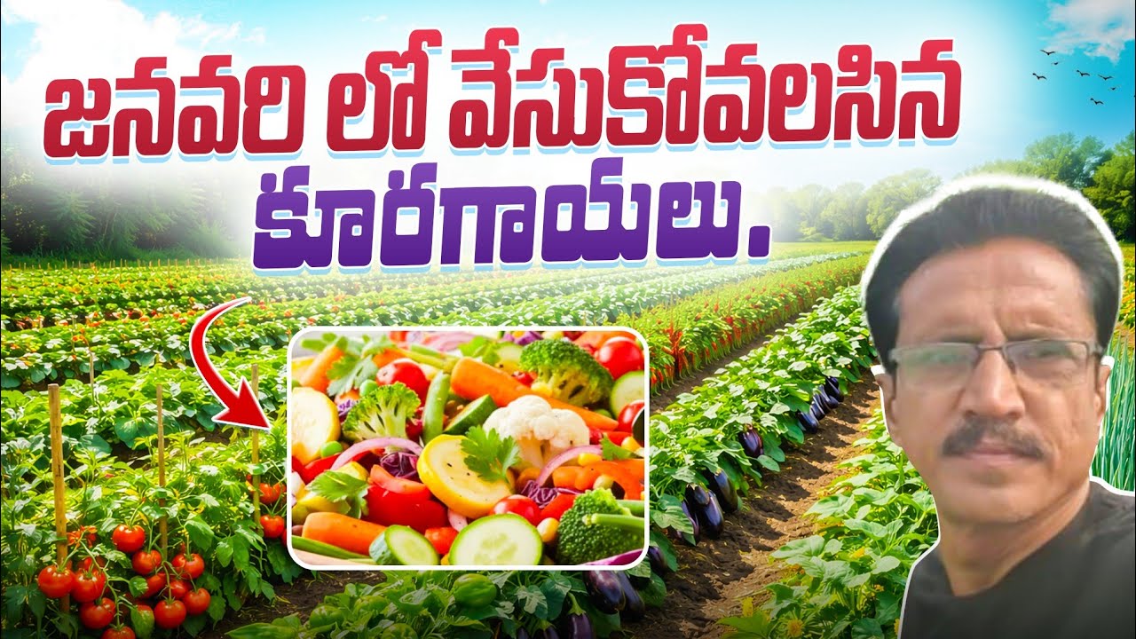 Vegetables Cultivation In January Month || జనవరిలో సాగు చేయవలసిన కూరగాయలు.