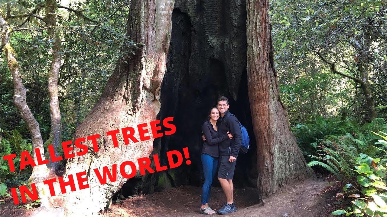 Lady Bird Johnson Grove Trail | Redwood National and State Parks, California