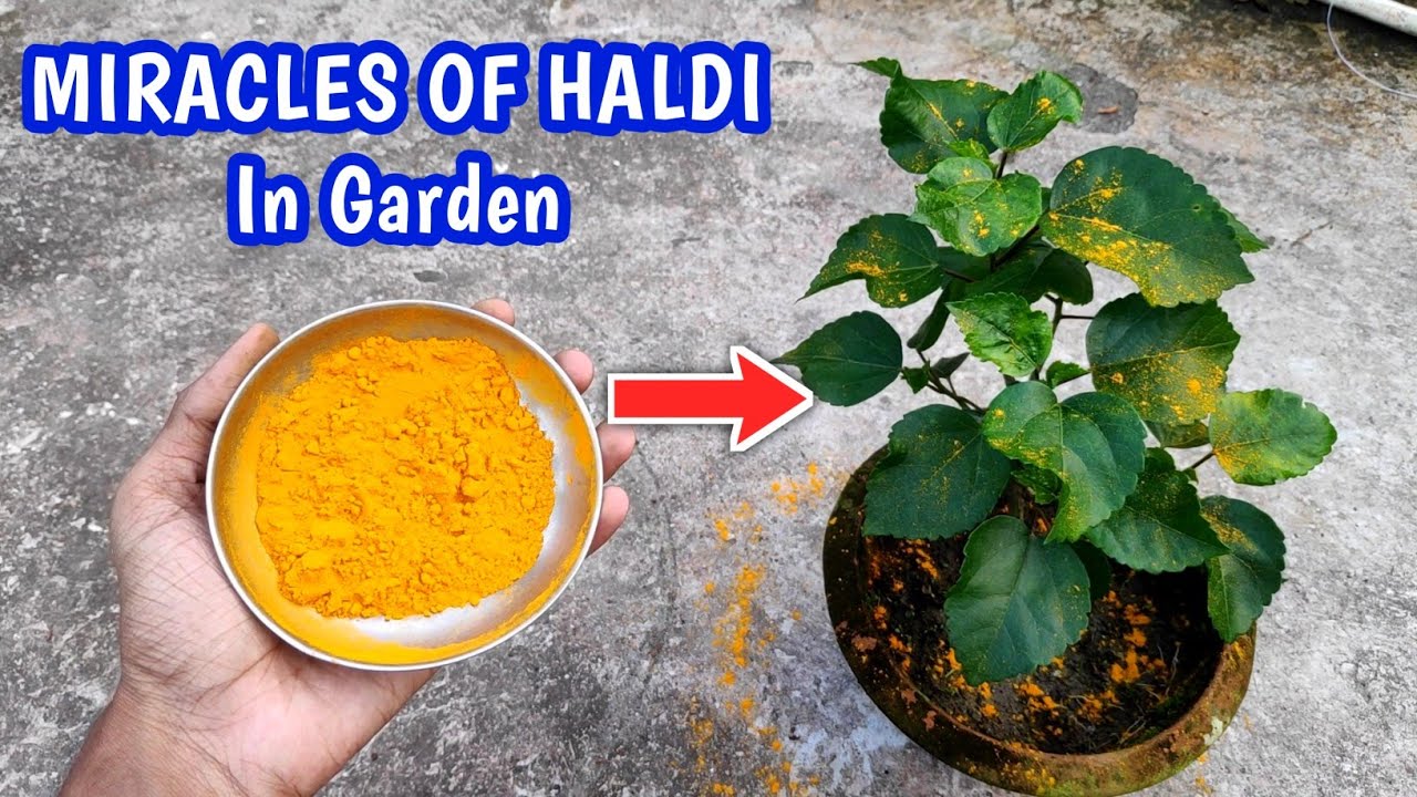 Best Uses Of Turmeric In Garden (IN HINDI) Benefits Of Turmeric In Plants | Haldi In Gardening