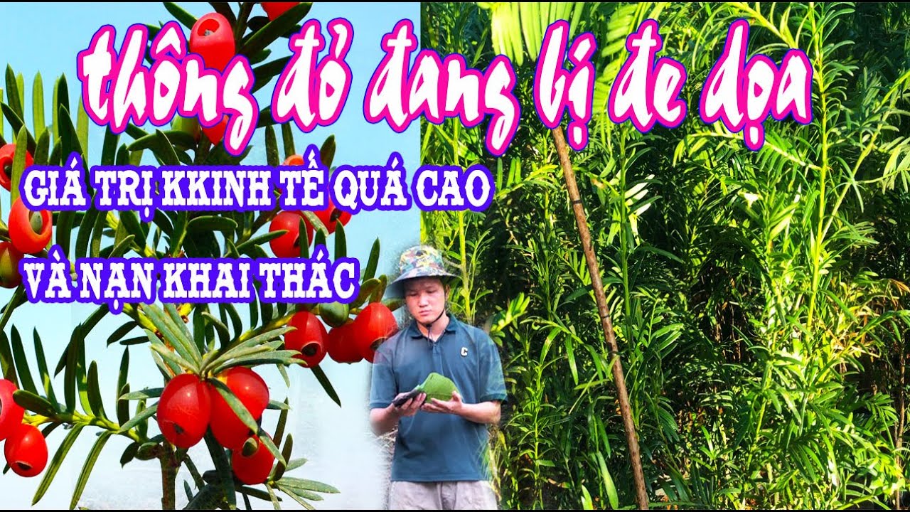 Thông Đỏ lên giá cao ngất ngưởng | Việt Nam còn bao nhiêu cá thể