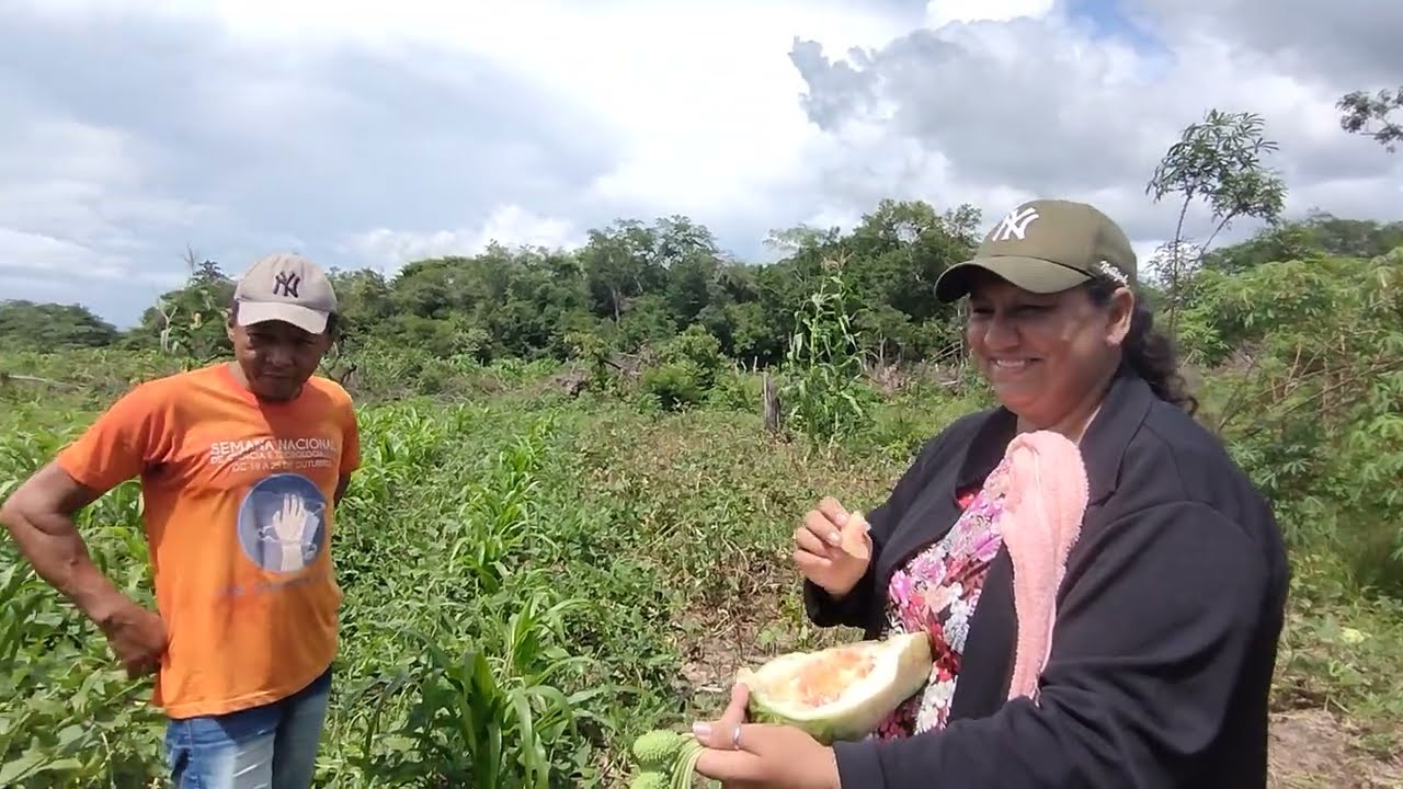 MORORO E VANUZA COLHENDO MELANCIAS NA RO&Ccedil;A COM A M&Atilde;E