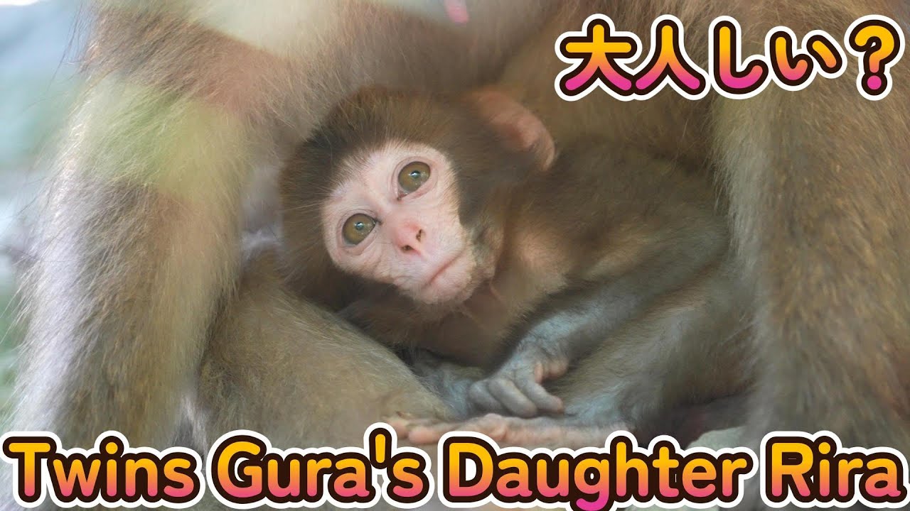 【赤ちゃん・ニホンザル・４K動画】Twins Gura’s Daughter Rira  大人しい？