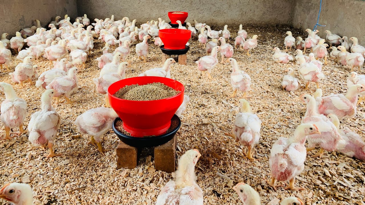 How to change chicken bedding | replacing  sawdust | how to preparing the chicken bedding using wood