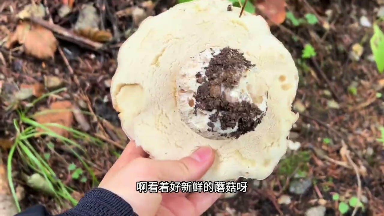 河南女孩在阿尔卑斯山村有个家，去采牛肝菌，还遇到野鹿了#欧洲生活 #采蘑菇 #意大利 #农村生活 #捡菌子 #山村美景 #Vlog #生活vlog