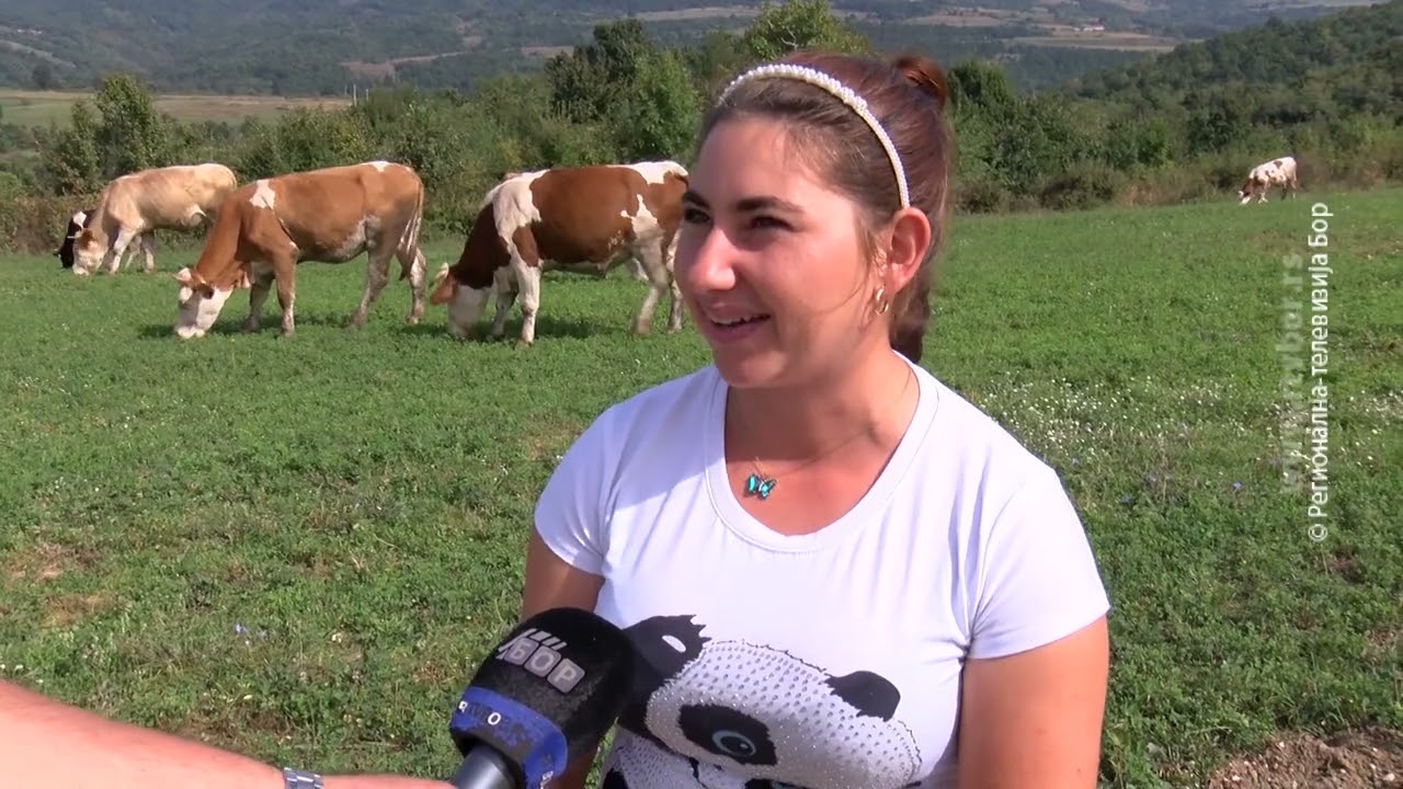 Martinovići iz Luke gaje stado krava i bikova, 1. oktobar 2023. (RTV Bor)