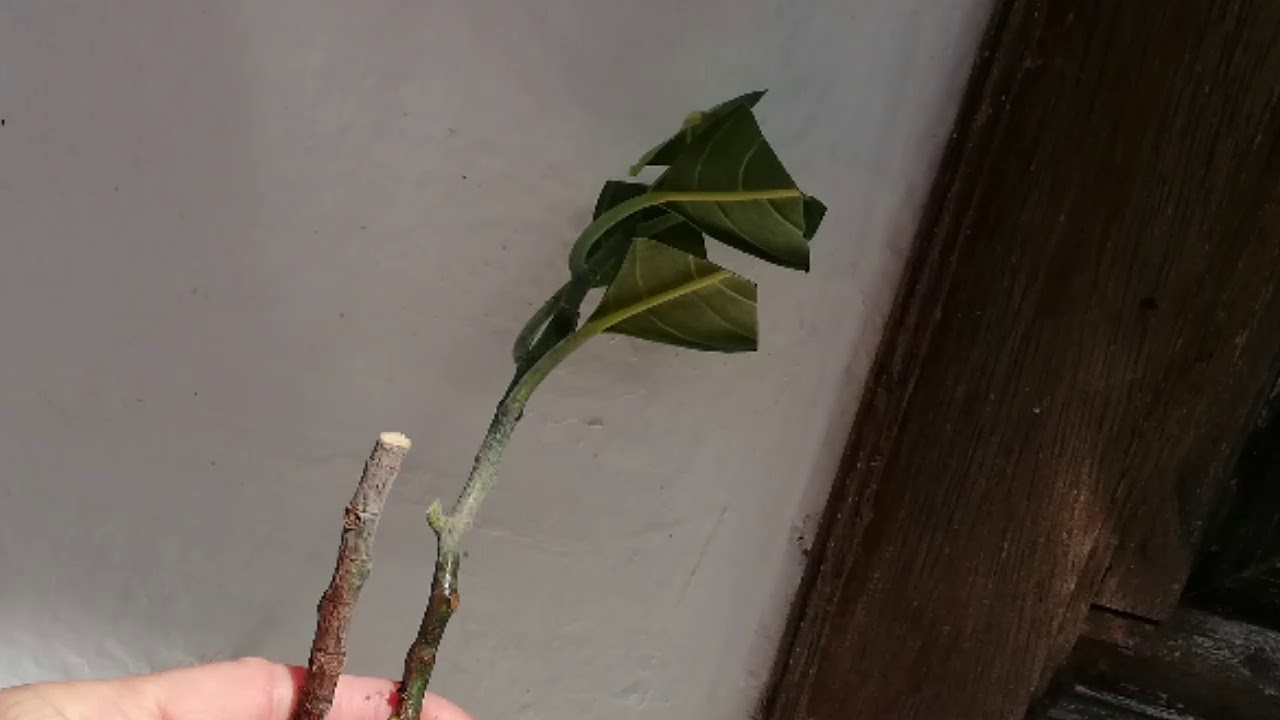 Estaquia do pe de jabuticaba & pe de jaca - rooting cuttings with &aacute;loe vera