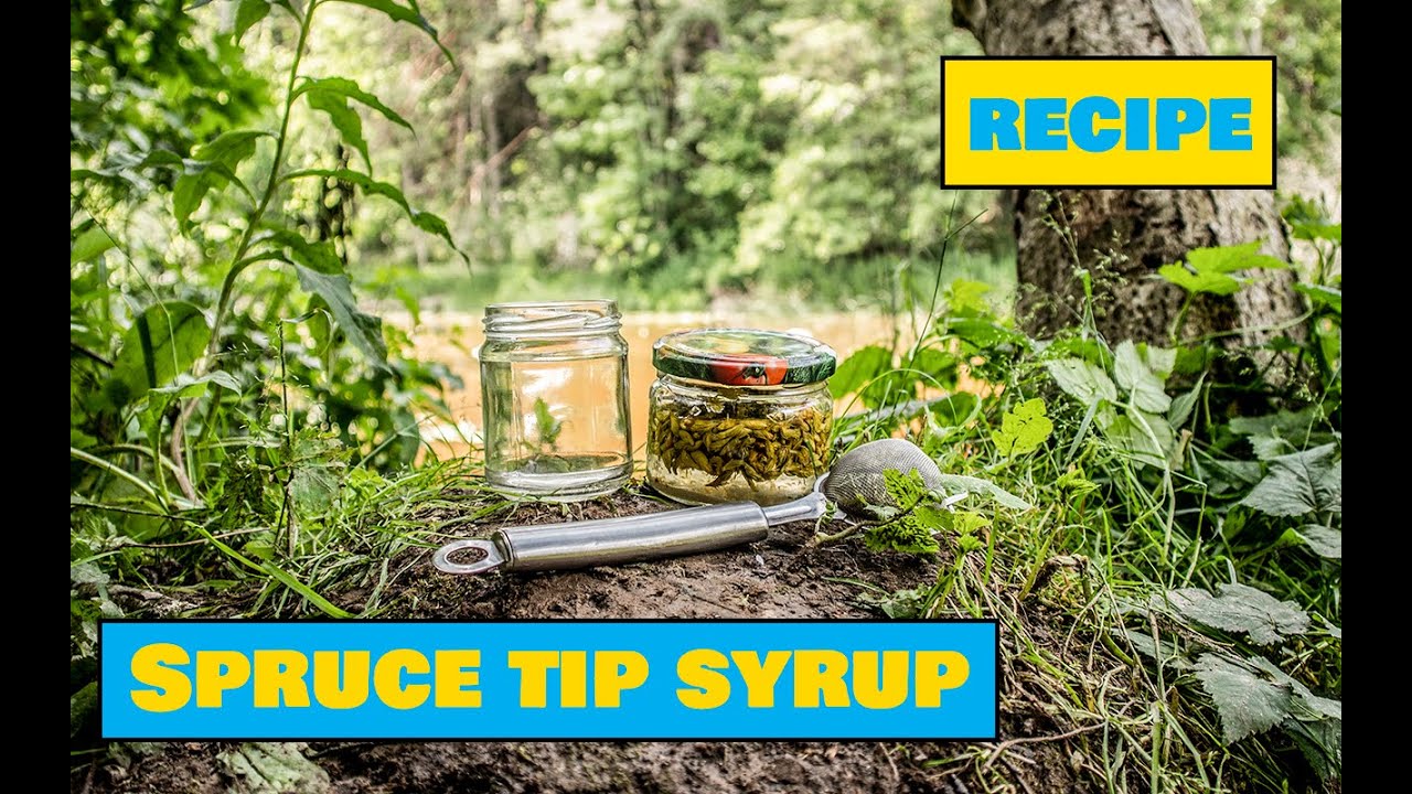 How to Make Spruce Tip Syrup - Easy Outdoors Cooking