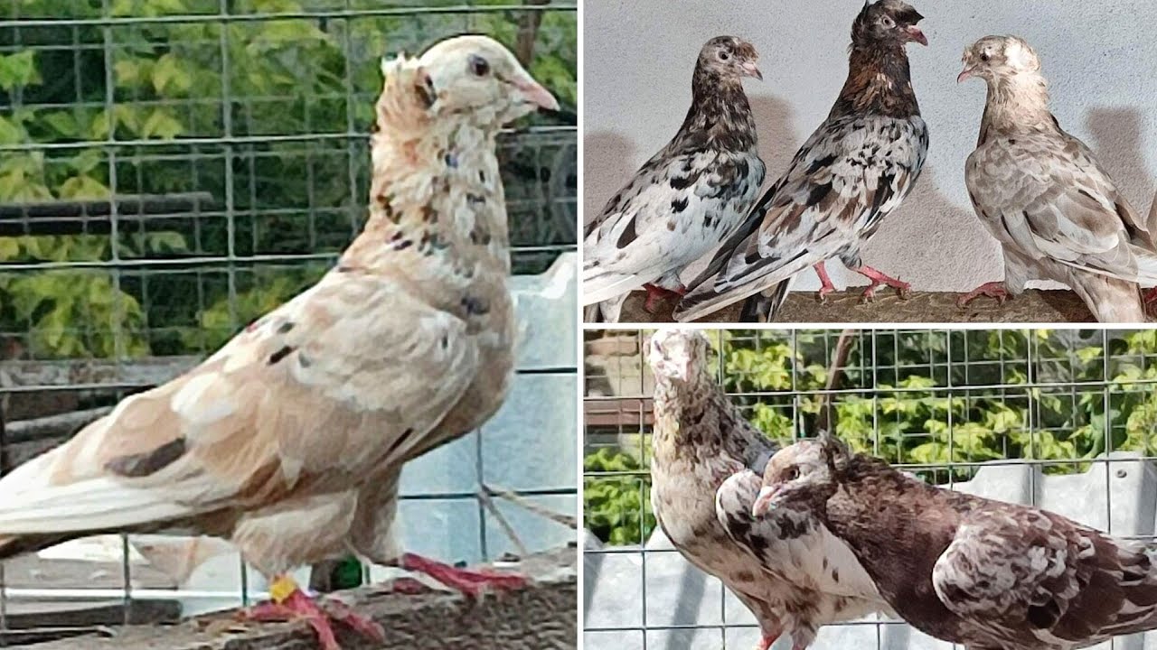 Дагестанские мраморные голуби Муртузалиева Ибрагима | Dagestan pigeons | الحمام الداغستاني القديم