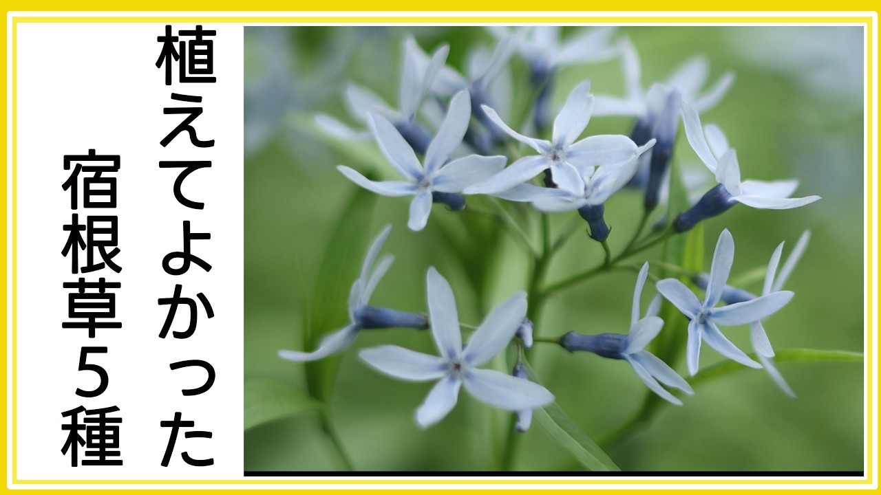 植えてよかったおすすめの宿根草５品種｜ほったらかしでも毎年咲く宿根草