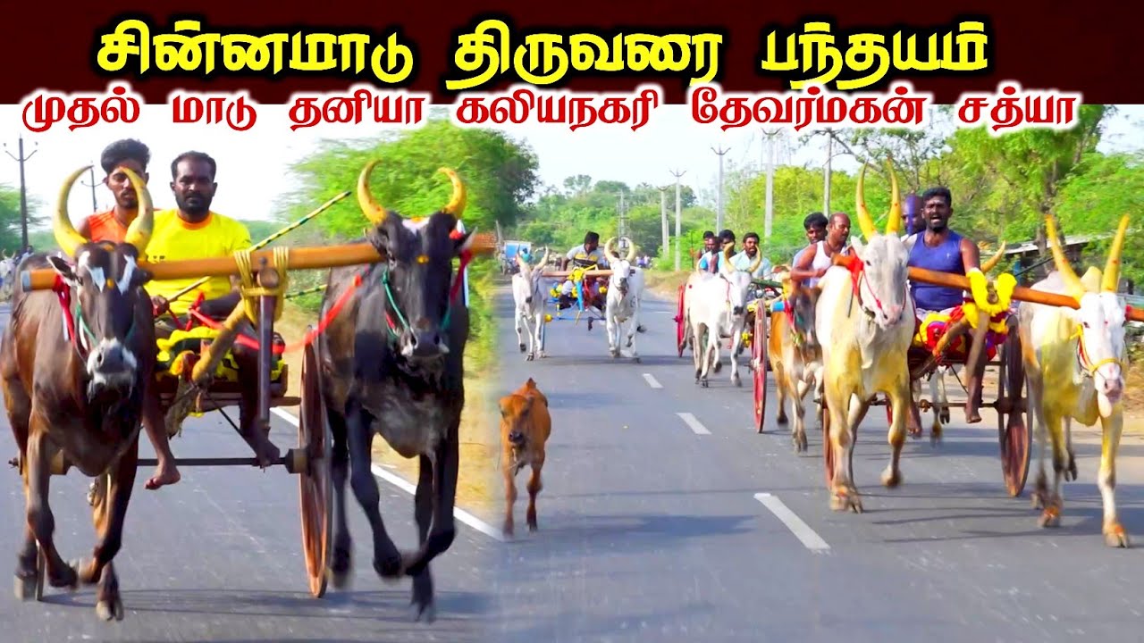 திருவரை சின்னமாடு பந்தயம்