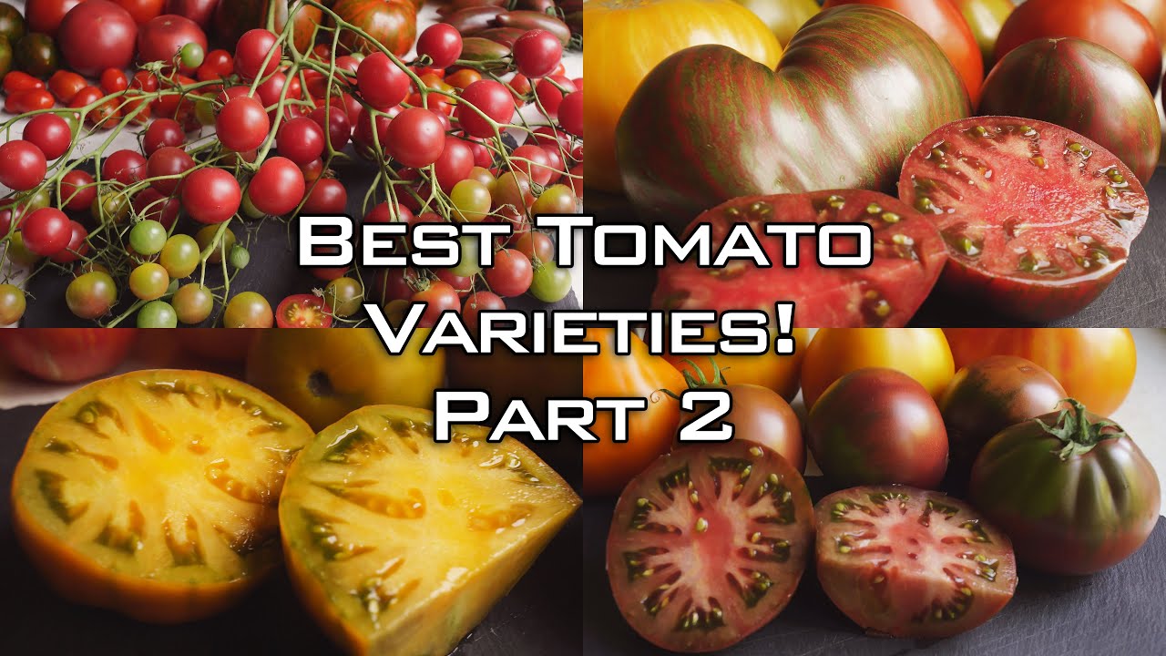 TOMATOES, BEST VARIETIES! PART 2