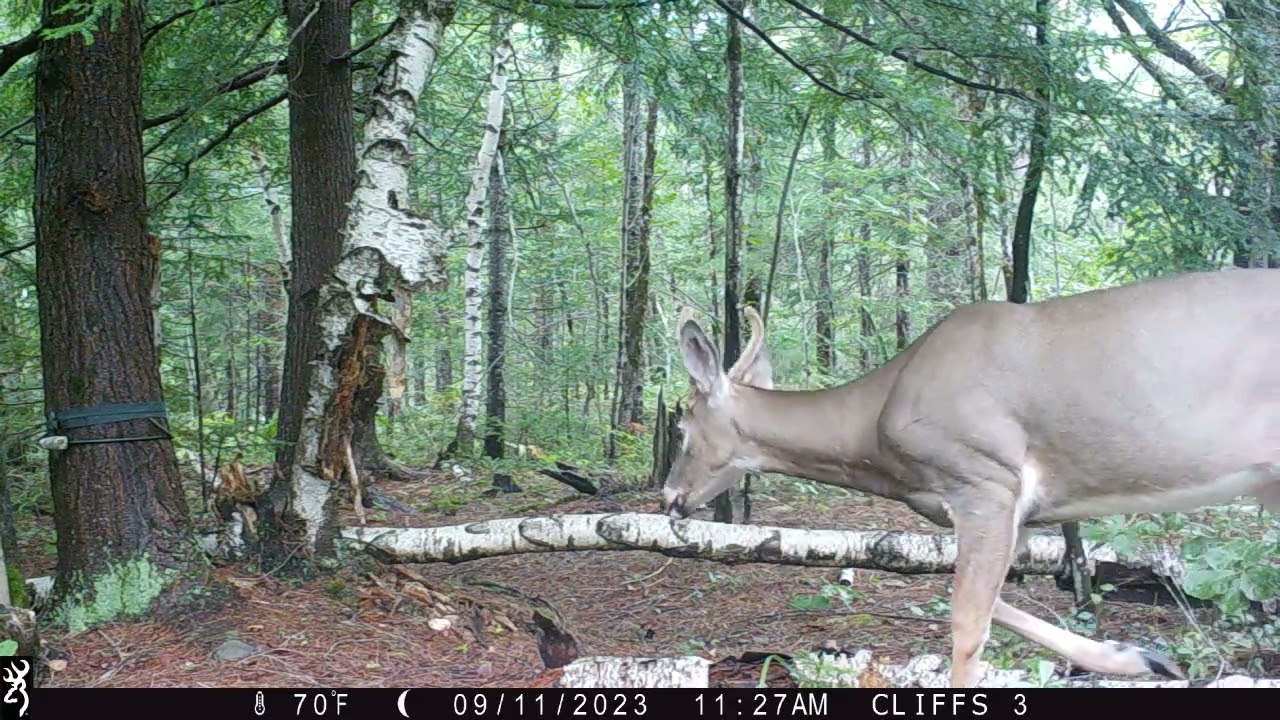 SEPTEMBER 2023 GAME CAMERAS
