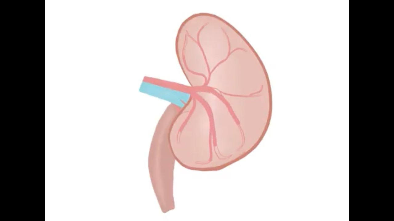 What is Chronic Kidney Disease?