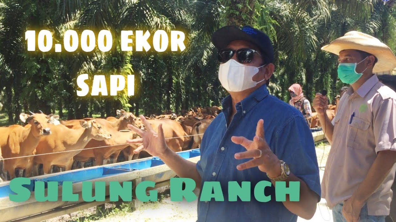 Kunjungan Milenial Kobar ke Sulung Ranch langsung bersama owner CBI Group Bapak H. Abdul Rasyid