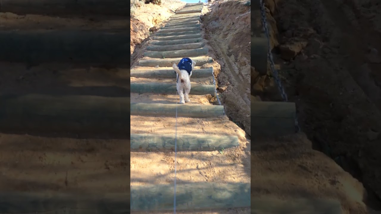 Charlie hopping up the staircase to 