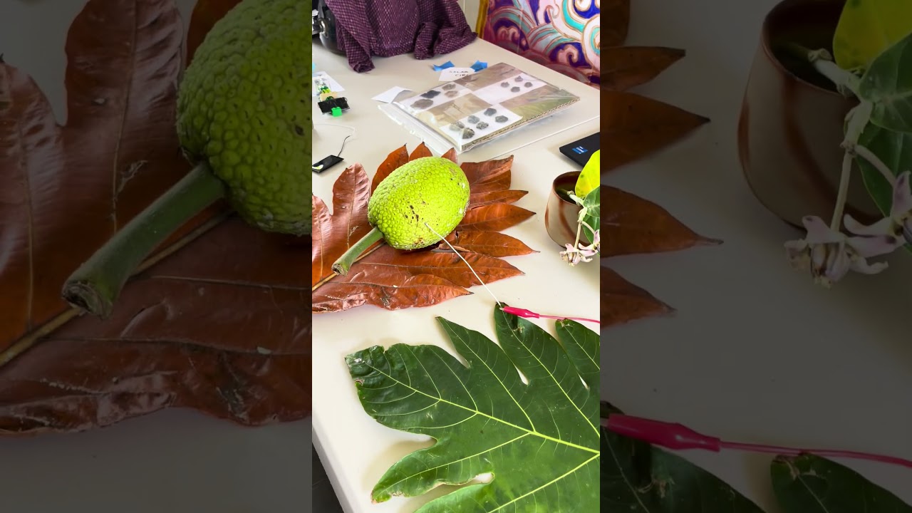 Makey Makey musical Hawaiian plant