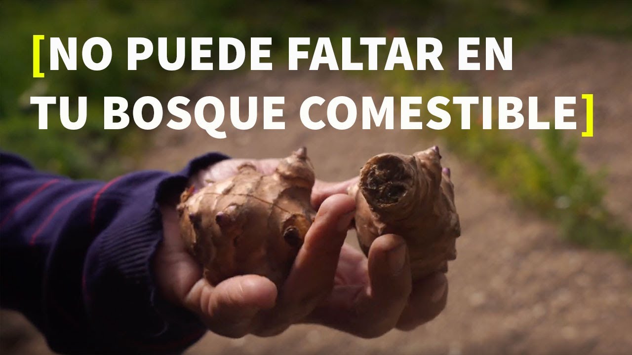 🌱 Tupinambo y Borraja [CONSEJOS Y USOS]