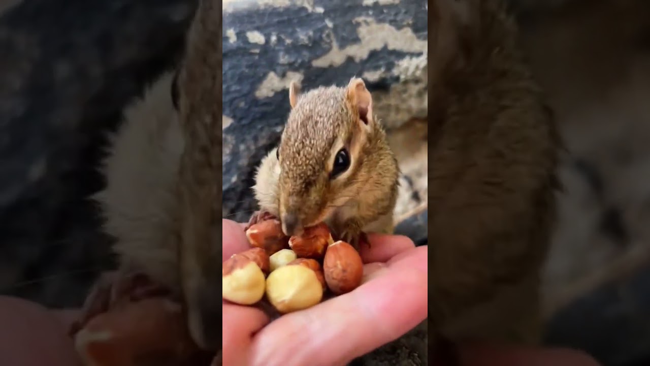 Makanan Favorit Tupai