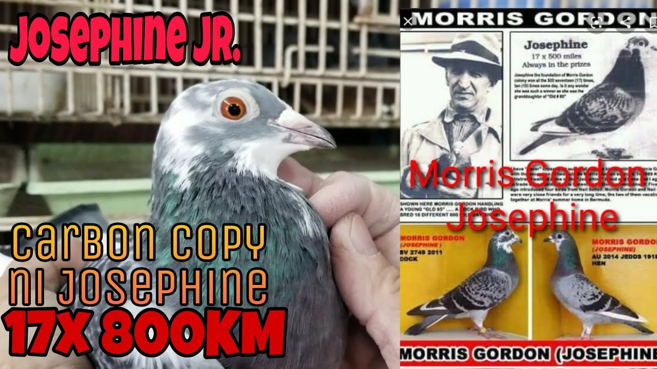 Carbon Copy ni Josephine 17x 800km / Morris Gordon / Josephine JR.