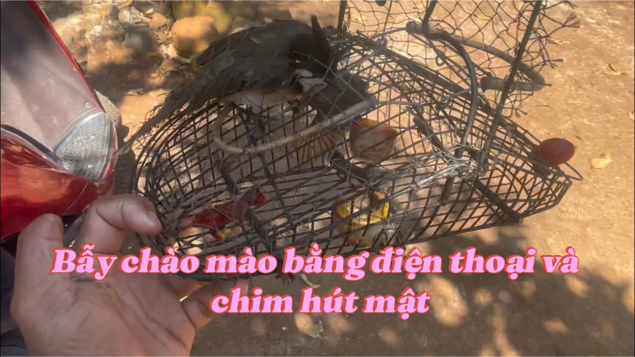 Bẫy chim chào mào bằng điện thoại và chim hút mật