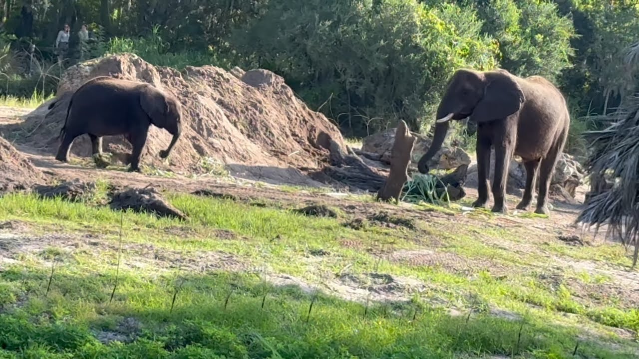 🦒✨ Kilimanjaro Safaris: Disney’s Wildest Ride Through Africa’s Untamed Heart!