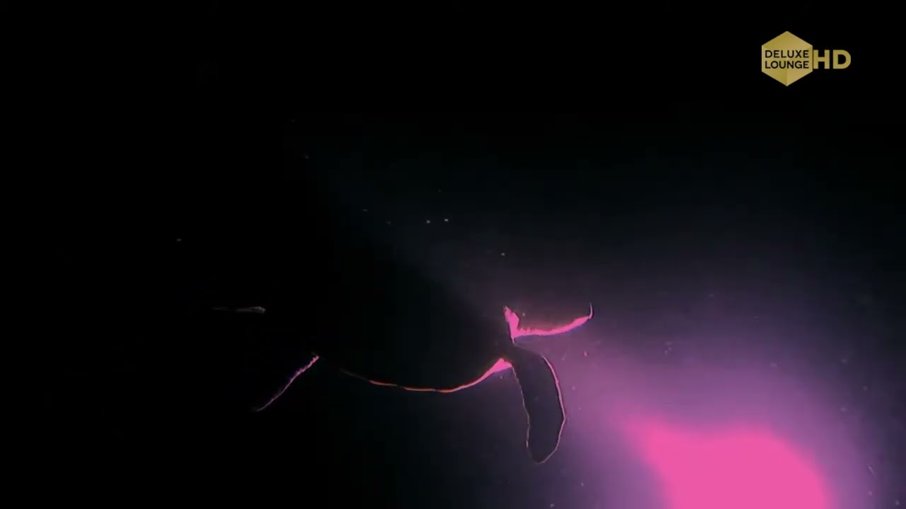 Ingo Herrmann - Rain - Deluxe Lounge TV