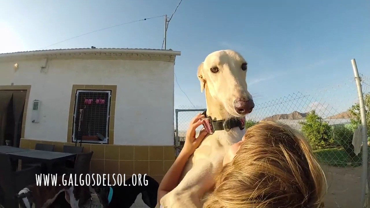 Galgos make wonderful family companions!