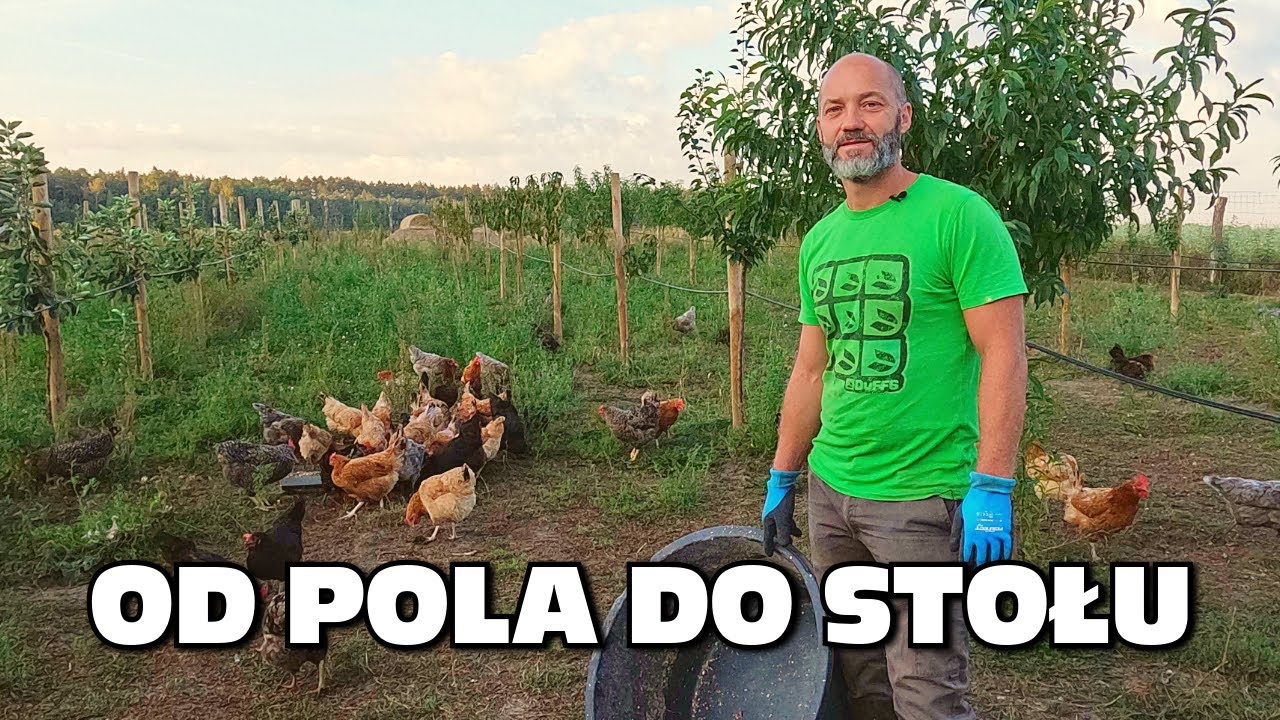 „Od pola do stołu” cz. 1: Pierogarnia wykorzystuje resztki z restauracji w hodowli drobiu