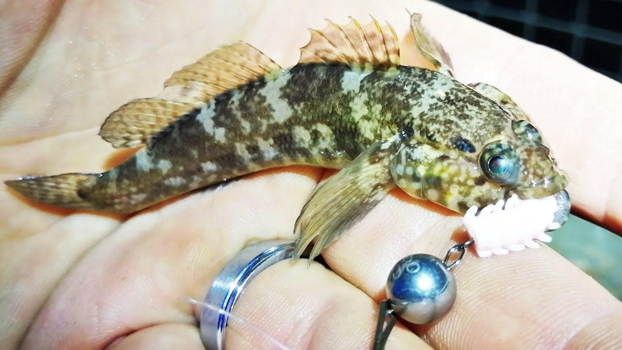 LIGHT ROCK FISHING FOR MINI SPECIES AT NEWHAVEN HARBOUR - LRF FISHING (UK SEA FISHING)