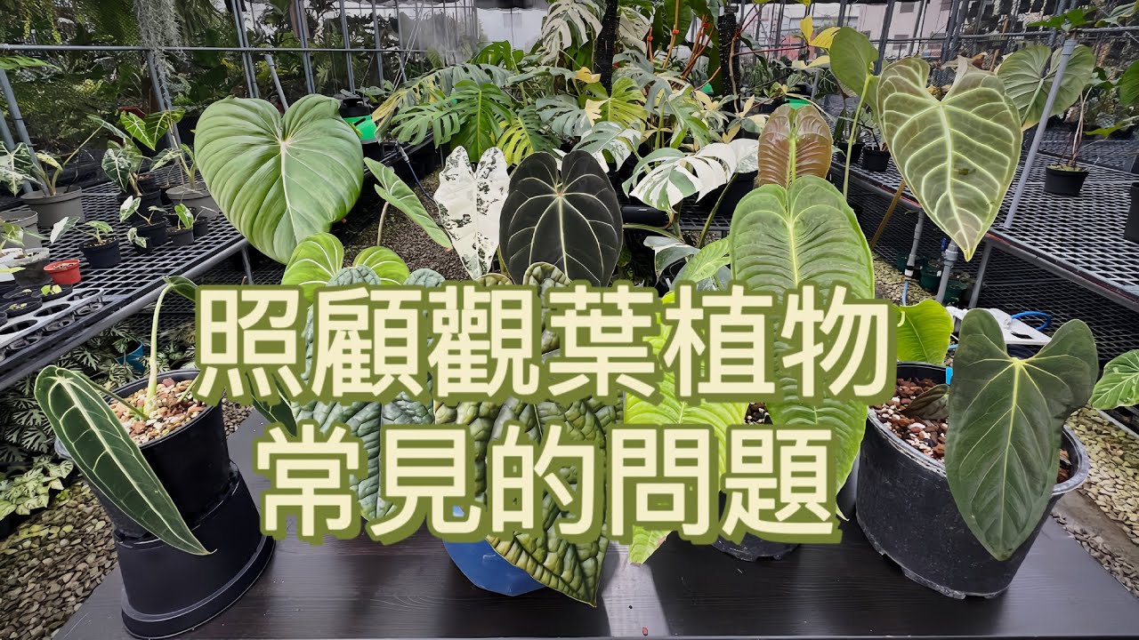 照顧觀葉植物常見的問題［翡歐娜視記］ep.115#觀葉植物喜歡的環境#澆水問題#施肥#病蟲害#換盆#水苔棒