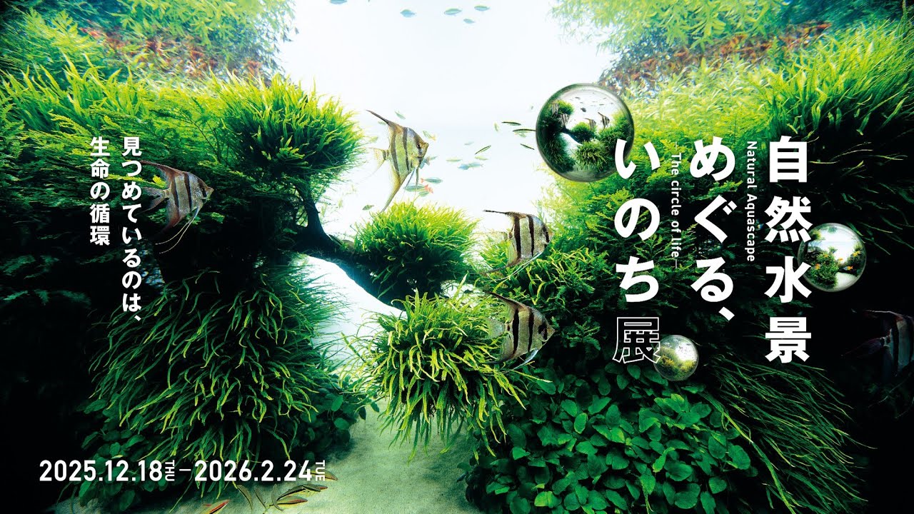 【アーカイブ】Just Relax in Nature Aquarium 2ー自然水景でリラックスするだけの1時間ー