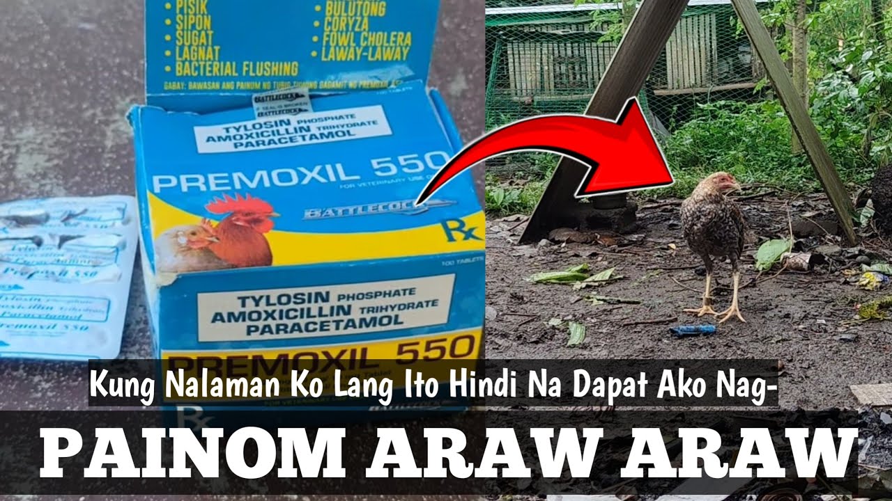 Anong Mangyayari Sa Manok Kung Araw Araw Mo Itong Ibibigay | Lesson Learn | Linyada ng Mamay