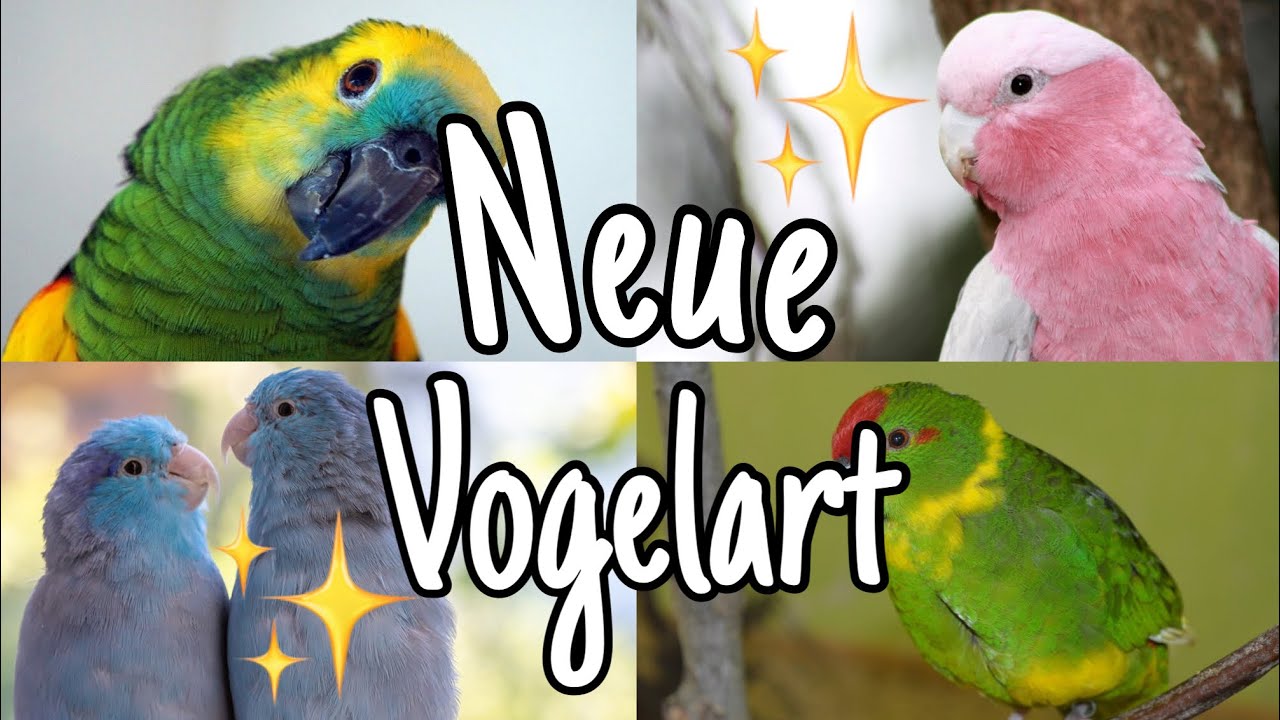 Neue Vogelart zieht ein!😱