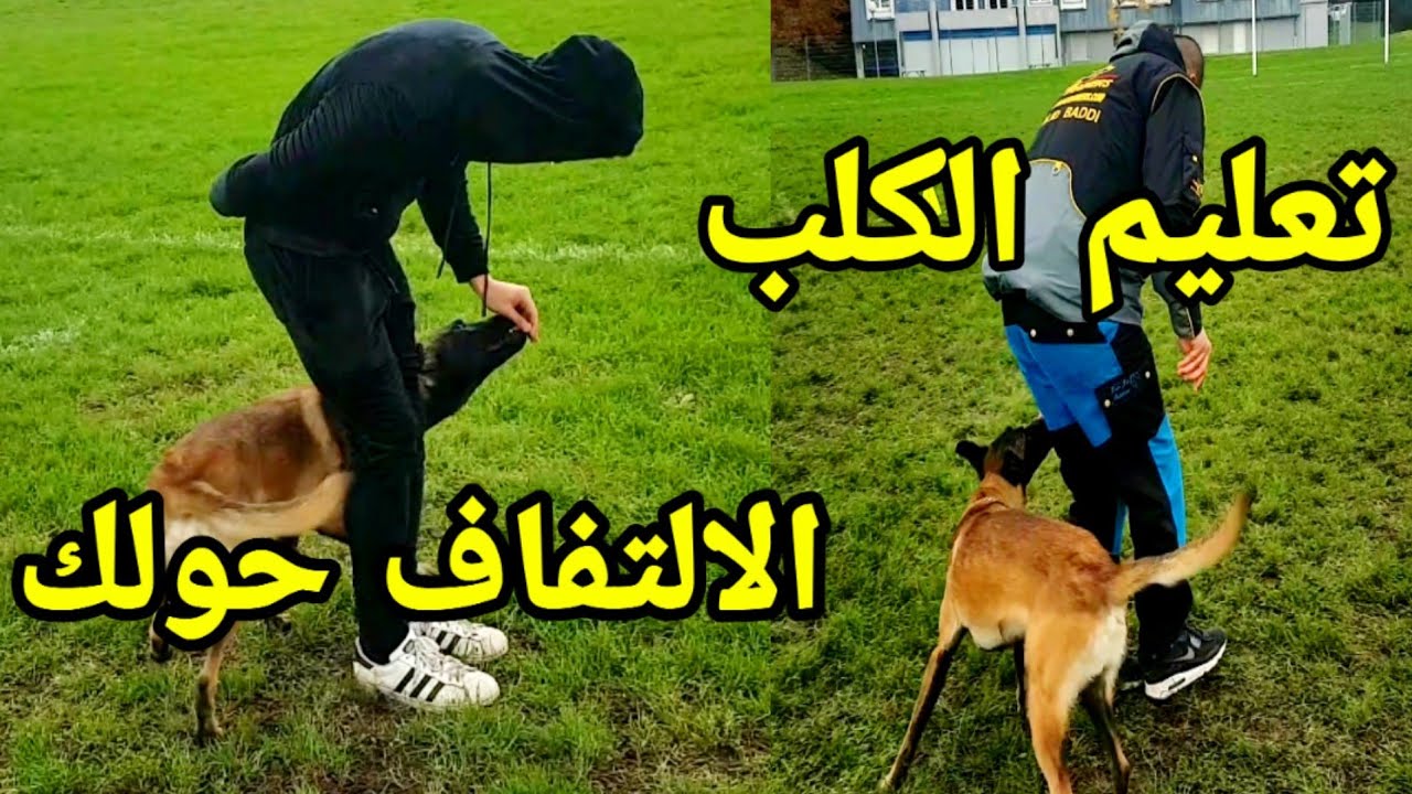 حصة واحدة كافية باش تعلم كلبك الإلتفاف حولك بطريقة إحترافية