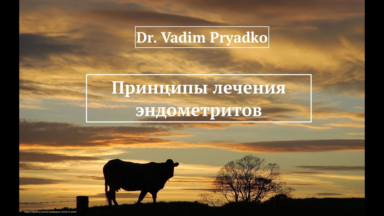 Принципы лечения эндометрита у коров.