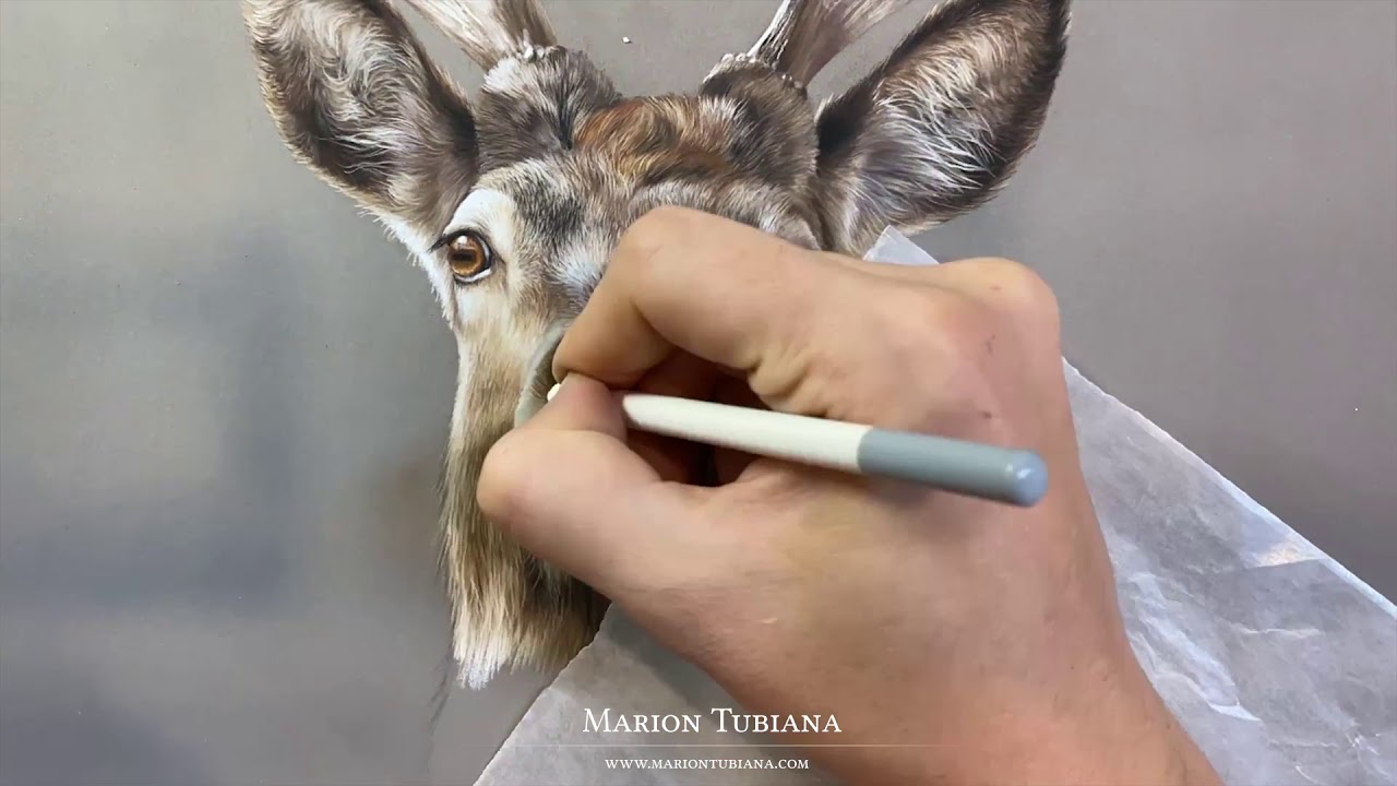Cerf aux pastels par Marion Tubiana