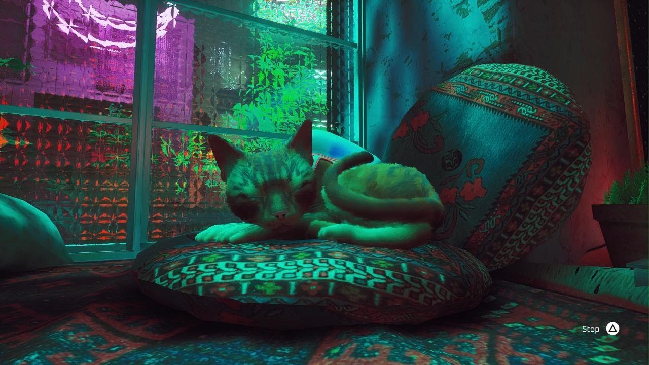Relaxing Stray