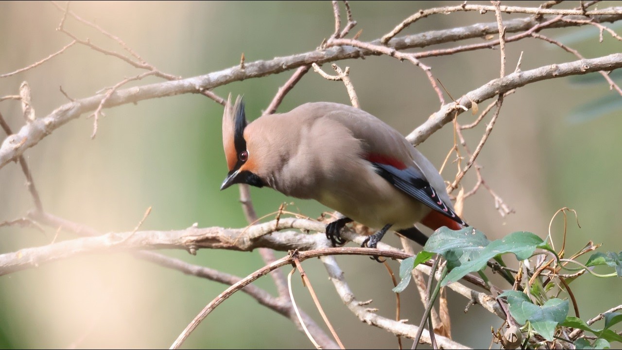 入間川・秋ヶ瀬の野鳥達(ヒレンジャク・イカル・クロジ・コジュケイ等・秋ヶ瀬のヒレンジャク）：2026年2月27日