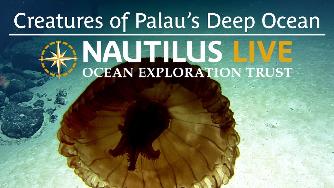 Squishy, Floaty, and Swimmy: Creatures of Palau’s Deep Ocean | Nautilus Live