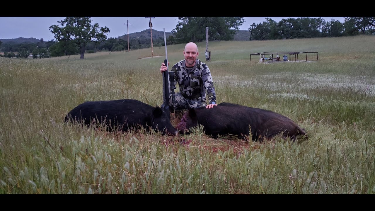 2023 California Wild Pig Hunt!