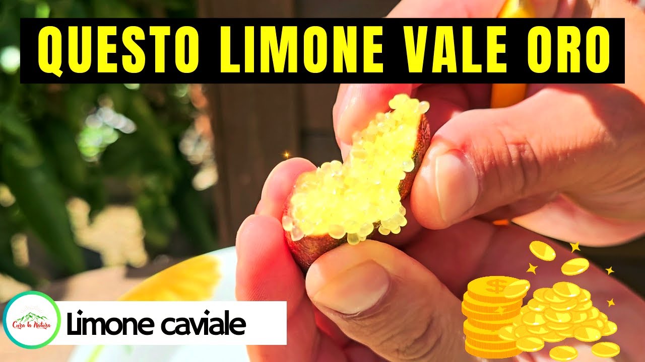 Limone CAVIALE - FINGER LIME - IL LIMONE PI&Ugrave; COSTOSO