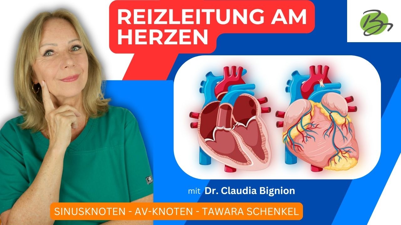 Reizleitung am Herzen (Wenn der Sinusknoten feuert ...) | Dr. Claudia Bignion