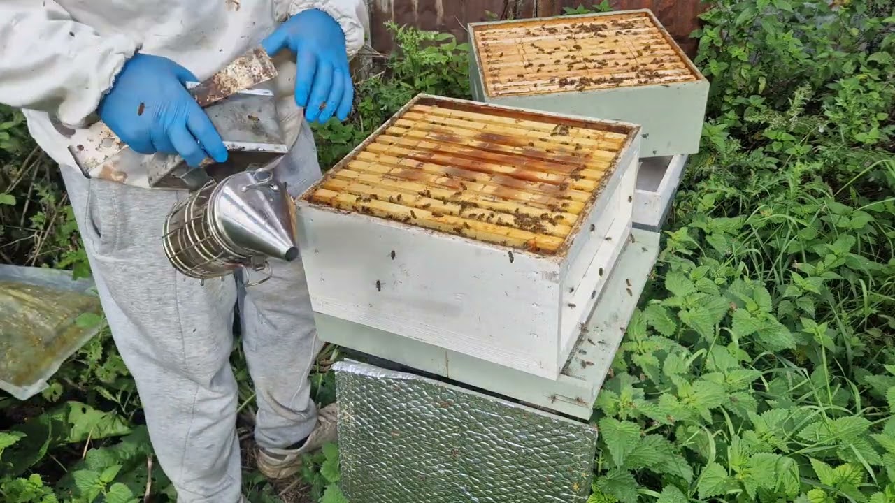 83.2023. Tratamentul oxalic-glicerina după 70 de zile.