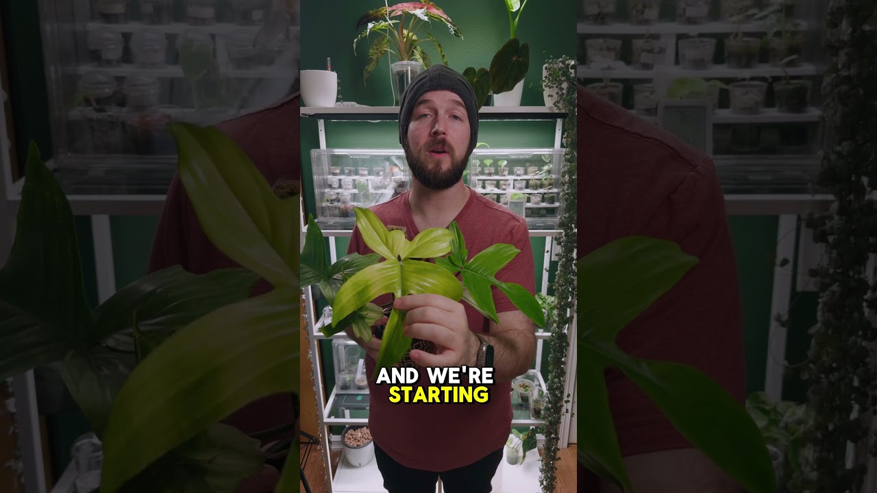 Насколько мощным должно быть освещение для растений? T5 против T8 #советыпоуходузарастениями #ухо...