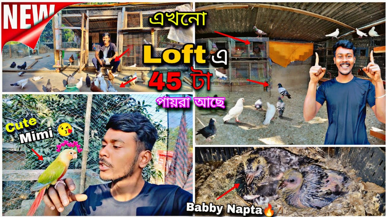 এখনো Loft এ 45টা পায়রা আছে😲Mimi শুধু বাইরে আসতে চায়😂#myworld #petsvlog