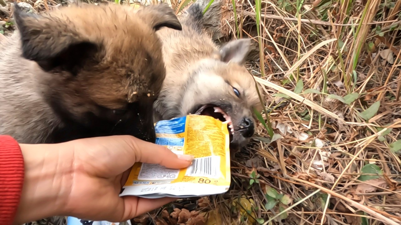 Two Hungry Homeless Puppies are Looking for Food By by The Roadside   I adopted them