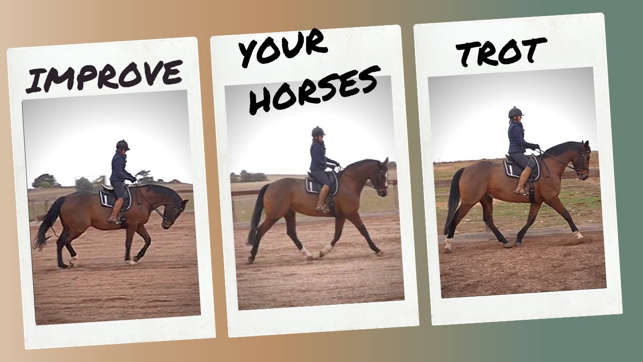 How To Improve Your Dressage Horses Trot