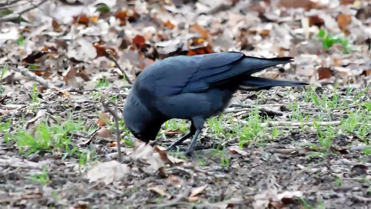 Jackdaws